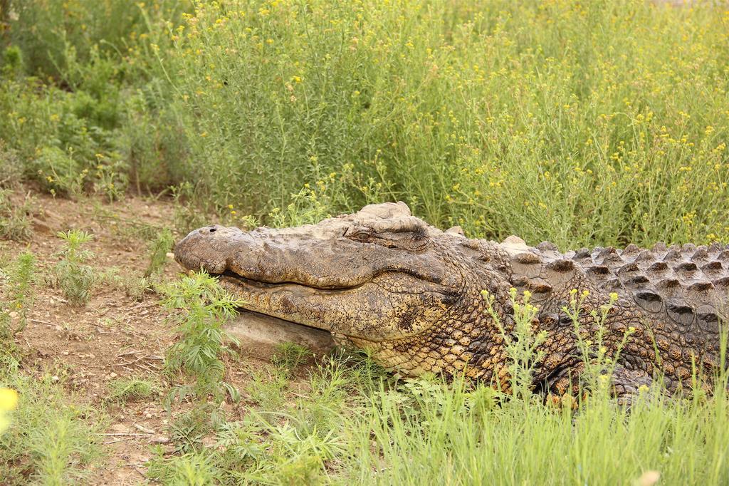 Leopard Lodge Okanjanga Екстер'єр фото