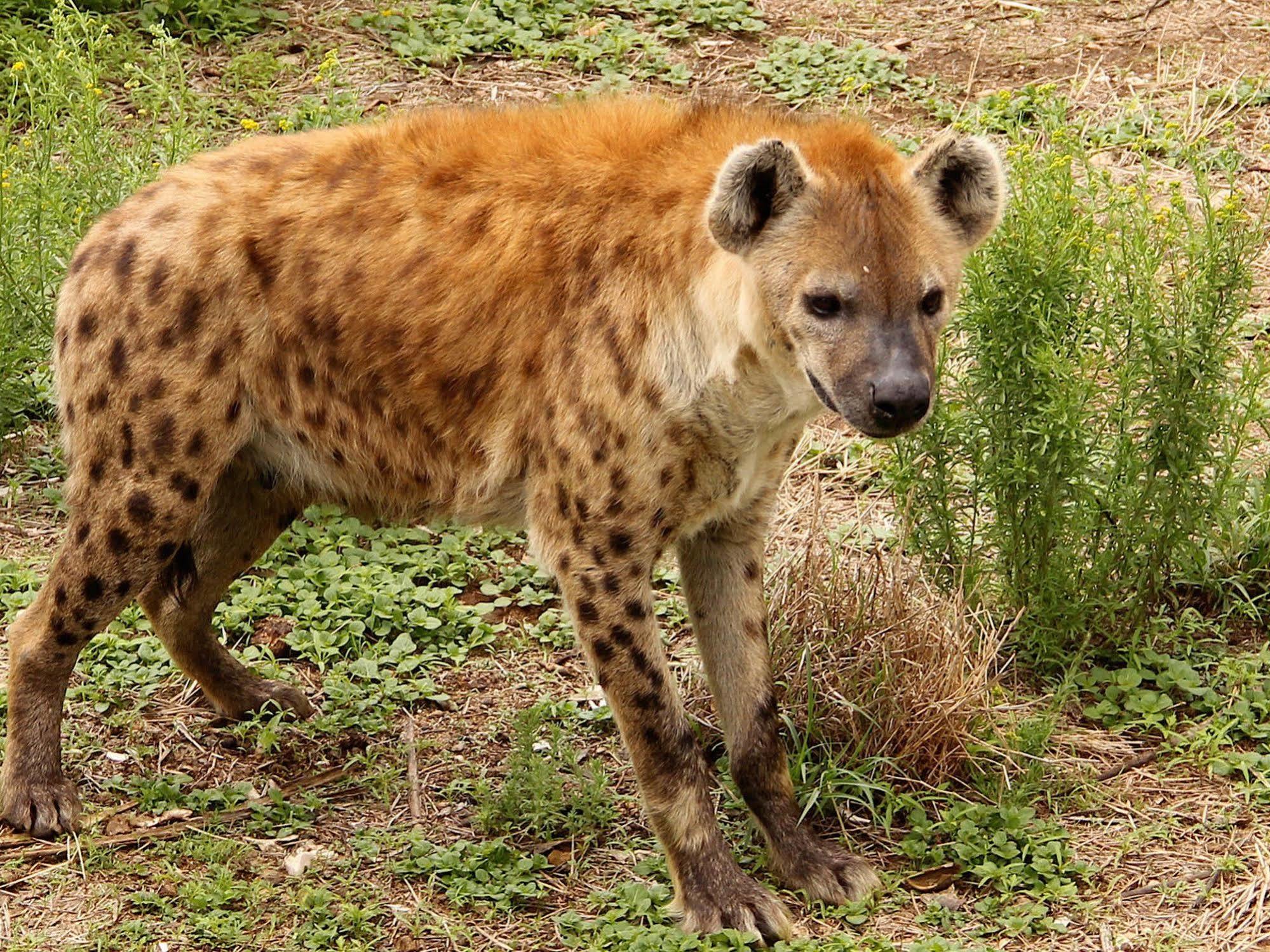 Leopard Lodge Okanjanga Екстер'єр фото